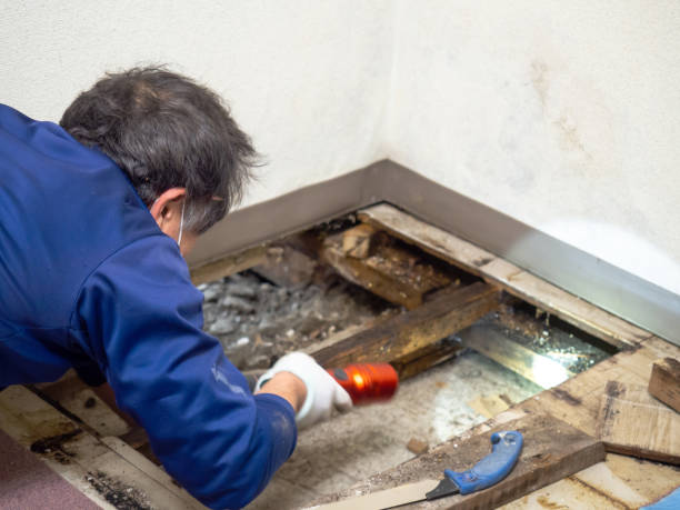 Best Insurance-Related Mold Remediation in Encantada Ranchito El Calaboz, TX