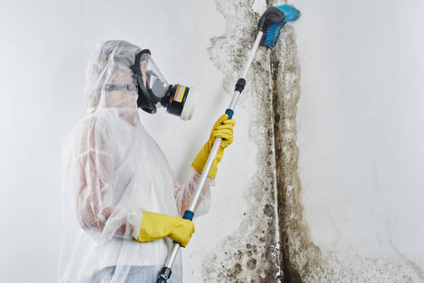 Best HVAC Mold Remediation in Encantada Ranchito El Calaboz, TX