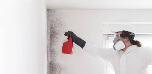 Best Attic Mold Remediation in Encantada Ranchito El Calaboz, TX