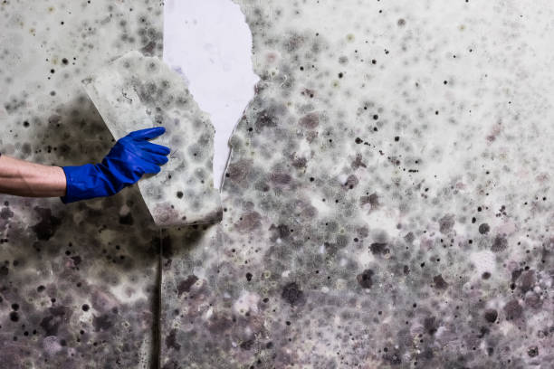 Best Health and Safety Mold Remediation in Encantada Ranchito El Calaboz, TX